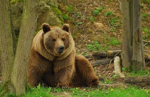مشارکت عمومی برای حفظ خرس قهوه ای سرعین ضروری است