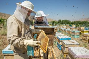 آموزش زیست محیطی زنبورداران در سرعین
