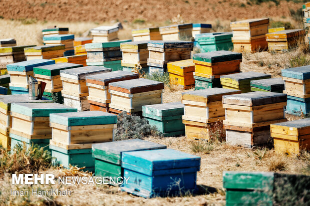 تولید عسل از ۶۳۰۰ کلنی در سرعین/عسل خالص عرضه می‌کنیم