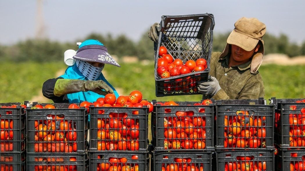 تولید گوجه‌فرنگی در اردبیل ۵ برابر نیاز استان است
