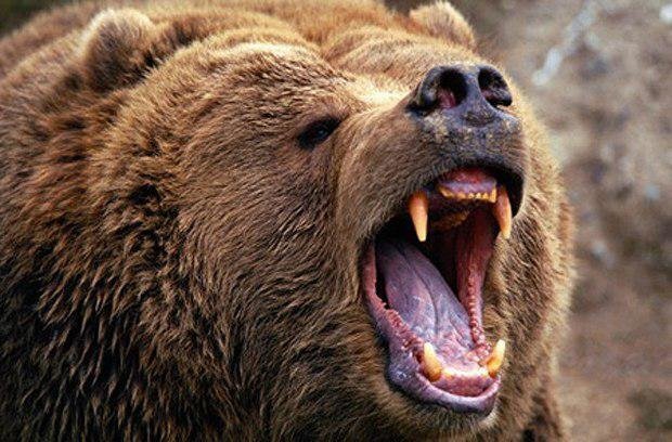 حمله خرس به ماموران حفاظت محیط زیست  نمین تکذیب شد