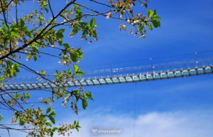 اولین پل تمام شیشه ای جهان/عکس