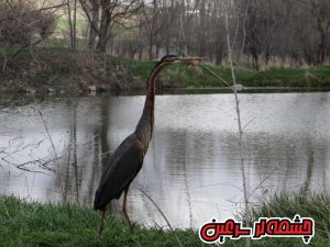 رهاسازی ۲ قطعه حواصیل ارغوانی و یک قطعه پاشلک در سرعین