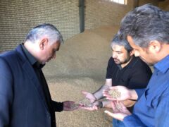 خرید ۳۵۱ تن گندم در سرعین/کشاورزانی که به مراکز خرید دولت گندم بدهند، مبلغ تشویقی دریافت می‌کنند